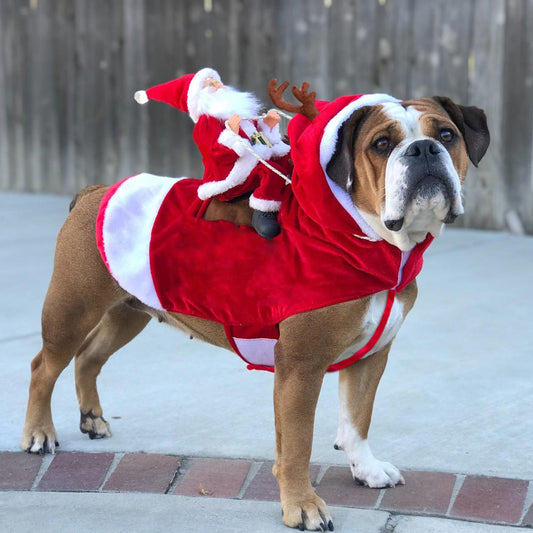 Santa Rider Dog Costume